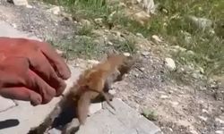 Su Giderine Sıkışan Kedi İtfaiye Tarafından Kurtarıldı