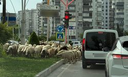 Süleyman Demirel Bulvarı’nda Koyun Sürüsü Şaşkınlığı