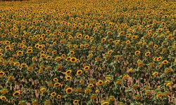 Adana'da yatırım şansı: Bu parayı getiren 7 dönüm tarlayı icradan alacak!