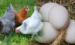 Tavuk Eti Üretiminde Artış Sürerken Yumurta Üretimi Geriledi