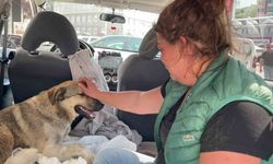 Veteriner Kliniğinde Köpeğini Kaybeden Kadın, Yaralı Sokak Köpeğini Sahiplendi