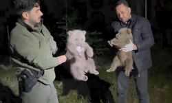 Yalnız Bulunan Ayı Yavruları Koruma Altına Alındı