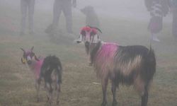 Gelin Gibi Süslenen Hayvanlarla Yayla Yolculuğu Başladı