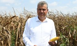Adana’dan Feryat Var: “Hasat Vakti Mısır İthalatı Çiftçiye Darbe!”