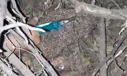 Dikenli Tellerde Can Pazarı! Çocukların Müdahalesi Hayat Kurtardı