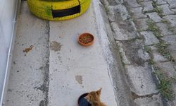 Geri Dönüşümle Hem Doğa Korundu Hem Canlar Kurtuldu