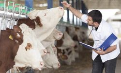 Hayvancılıkta Sessiz Kriz: Veteriner Masrafları Fiyatları Zıplattı!