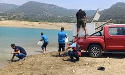 Sazandan Ordu Kuruldu! Adana’da Binlerce Yavru Barajla Buluştu