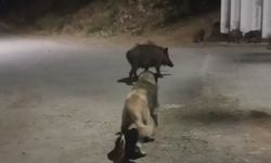 Sokak Köpeklerini Kaçırdı, Çöpleri Karıştırdı! Yaban Domuzları Şehirde!