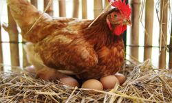 Tavuk Eti Rekor Kırdı, Yumurtada Şok Düşüş! Sebebi Ne?