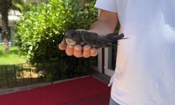 Yaralı Ebabil Kuşuna İlk Müdahaleyi Belediye Ekipleri Yaptı