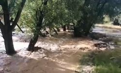 Yaylalarda Sağanak Yağış Felaketi: Arı Kovanları Sulara Kapıldı