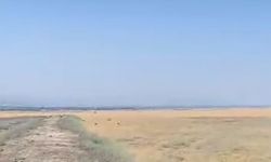 Yuvadan Düşen Leylek, Duyarlı Vatandaşların Sayesinde Hayata Döndü!