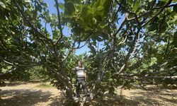 7-8 Tanesi 1 Kilo Geliyor Ama… Bu Yıl İnciri Bulmak Zor Olacak!