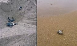 Adana’da Heyecanlı Dakikalar: Caretta’lar Akdeniz’e Yumurtalık’tan Koştu