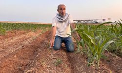 Bir Tarlada İki Tohum: Biri Yeşil Biri Ölü