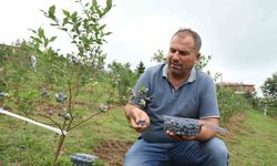 Bu Meyve 500 TL’den Alıcı Buluyor! Üreticiye Bayram Erken Geldi