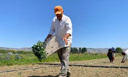 Üreticiler şaşkına döndüler! Kuyularda su bitti, üretim durdu