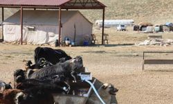 Elektriksiz Yaşam, Doğayla Baş Başa! Çobanlar Ahır Dağı’na Yerleşti
