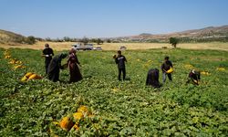 25 dönümlük arazide 100 ton hasat yapıyorlar: 40 derecelik sıcaklığa aldırış etmiyorlar
