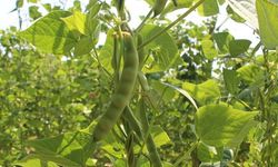 Pazarların markası oldu! Tescilli fasulyeyi dört bir yana satıyorlar