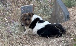 Sahibini Kaybetti, Mezarından Ayrılmadı! Sadık Köpeğe Ünlü Sanatçı Sahip Çıktı!