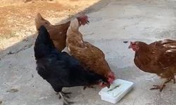 Tavuklar İlk Kez Bunu Yedi, Ortaya İnanılmaz Görüntüler Çıktı