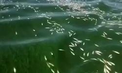 Binlerce Balık Ölümü Yetkilileri Harekete Geçirdi