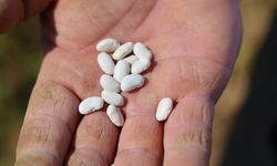 Et Katmadan Pişiyor, Tadına Doyum Olmuyor: Adana’nın Ünlü Fasulyesinde Hasat Zamanı