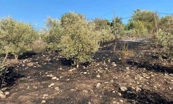 Evlerin 50 Metre Yakınına Kadar İlerledi! Osmaniye’de Zeytinlik Yangını