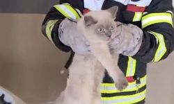 Minik Kedi Motor Kaputunda Mahsur Kaldı: İtfaiye Müdahalesiyle Kurtarıldı