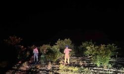 Narenciye Bahçelerini Korumak İçin Jandarma Seferber Oldu
