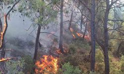 Sarıçam’daki Ormanlık Alan Alevlere Teslim