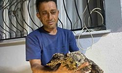 Sulama Kanalında Bitkin Bulunan Şahin, Ciğer Dürümle Kurtarıldı