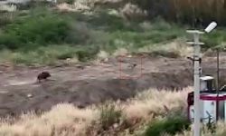 Vatandaşlar Şaşkın! Domuz Sürüsü Köpeğin Peşinden Koştu