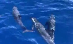 Yunusların Muhteşem Zıplayışları Sosyal Medyayı Salladı! İşte O Anlar