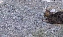 Adana’da Kameraya Yansıyan Anlar: Kedi Fareyi Oyuncağa Çevirdi!