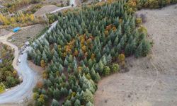 Bir Zamanlar Boş Dağdı… Şimdi Feke’nin Kalbinde Yeşeren 37 Yıllık Mucize