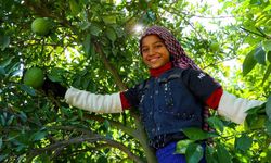 Adana’da Portakal Krizi! Verim Yüzde 90 Düştü, Çiftçi Şaşkın!