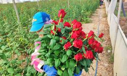 Adana’da Gül Krizi: Üretici Zor Durumda, Çözüm İçin Gümrük Vergisi Çağrısı!