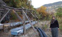 30 Derecelik Kasım Sıcağı Arıları Perişan Etti: Kovana Giremiyorlar!