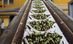 Don Ve Kuraklık Vurdu! Kozan’da Zeytin Rekoltesi Dibe İndi