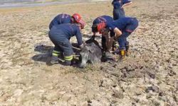 Adana’da Çamura Saplanan Eşeğin İmdadına İtfaiye Yetişti!