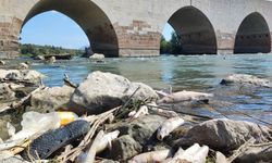 Ceyhan Nehri’nde Şok Sonuç: Ağır Metal Bulunmadı ama Balıklar Öldü!