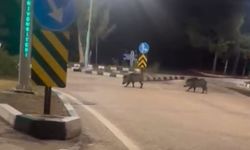 Çukurova Üniversitesi’nde Şaşırtan Görüntü! Domuzlar Yerleşkeye İndi