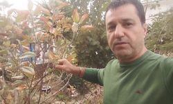 İnanılmaz Görüntü: Elma Ağacı Kasım Ayında Meyve Verdi!