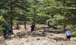 Toroslar’dan Japonya’ya: Feke’nin “Beyaz Altını” Bin Liraya Satılıyor!