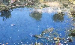 Adana’da Kuraklık Felaketi: Balıklar Su Bulamayınca Telef Oldu