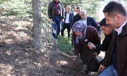 Feke’de Mantar Alarmı: ‘Yanlış Toplama Sedir Mantarını Bitiriyor!’”