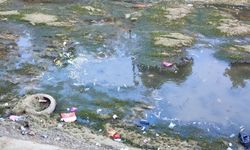 Son 52 Yılın En Kurak Dönemi: Adana’da Balık Ölümleri Artıyor